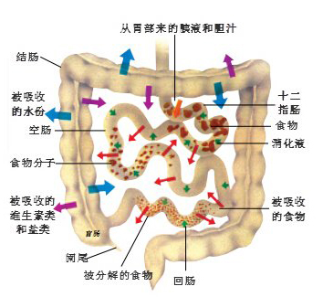 肠激酶